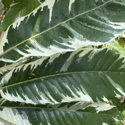 Castanea sativa argenteovariegata