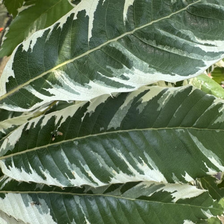Castanea sativa argenteovariegata