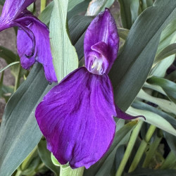 Roscoea purpurea