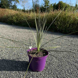 Dasylirion serratifolium 5 l