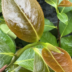 Camellia irrawadiensis