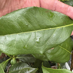 Camellia irrawadiensis
