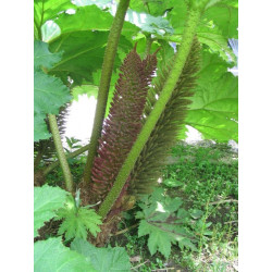 Gunnera manicata