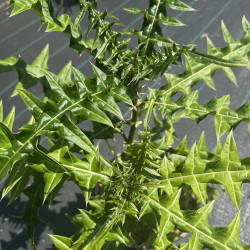 Acanthus eminens