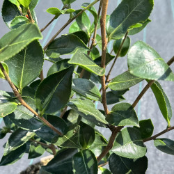 Camellia oleifera