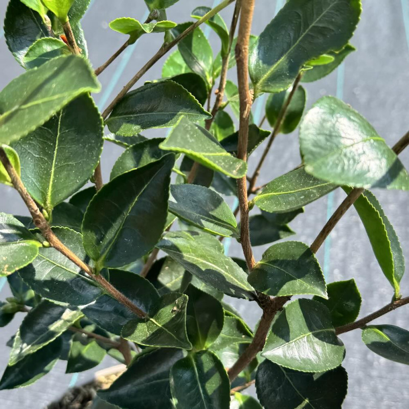 Camellia oleifera
