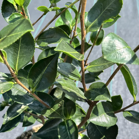 Camellia oleifera