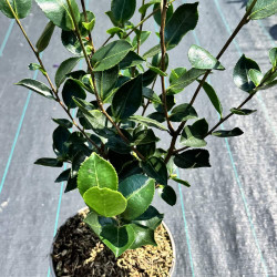 Camellia oleifera