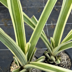 Aechmea caudata variegata