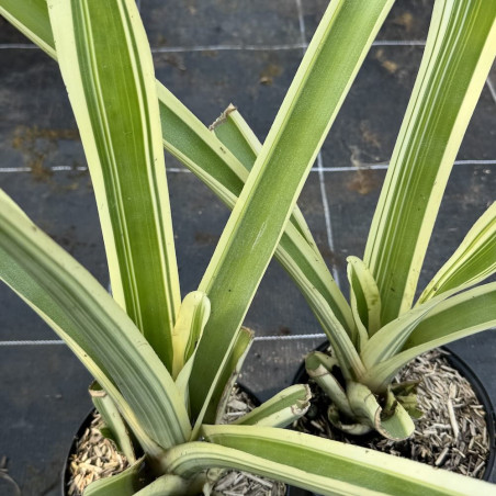 Aechmea caudata variegata