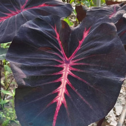 Colocasia Eternal