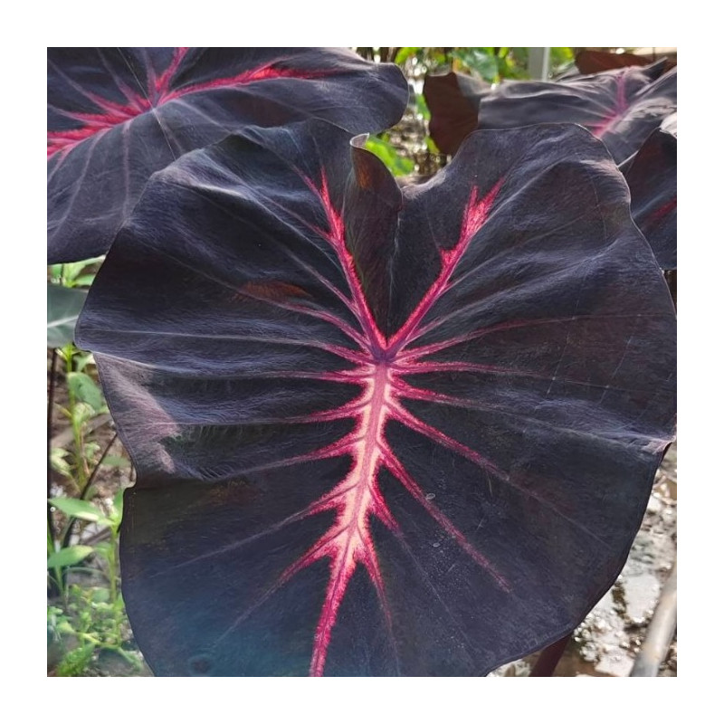 Colocasia Eternal Colocasia Eternal