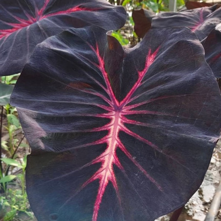 Colocasia Eternal