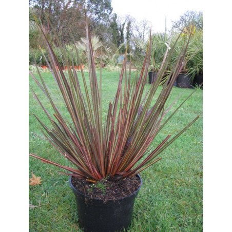 Libertia 'taupo blaze'