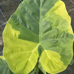 Leucocasia gigantea Yellow Andaman