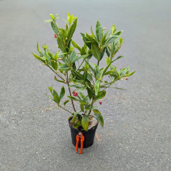 Illicium Woodbank Ruby