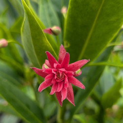 Illicium Woodbank Ruby