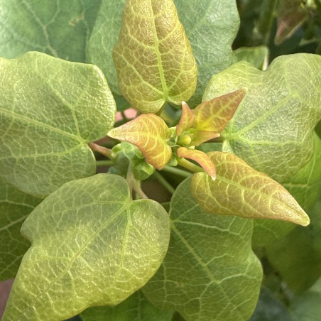 Vallea stipularis