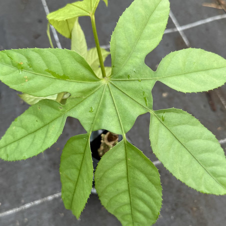Trevesia burckii