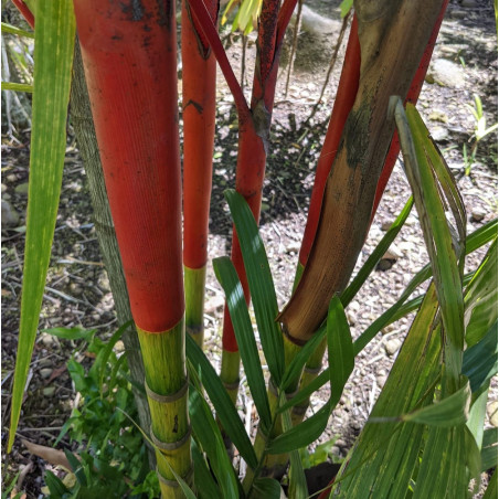 Cyrtostachys renda, Cyrtostachys lakka, Bentickia renda