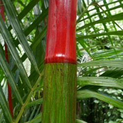 Cyrtostachys renda, Cyrtostachys lakka, Bentickia renda