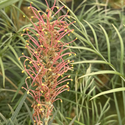 Grevillea Coastal Sunset