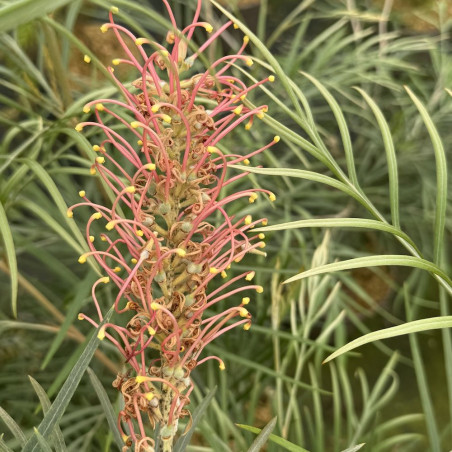 Grevillea Coastal Sunset