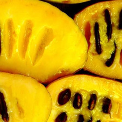 Asimina fruit, pawpaw