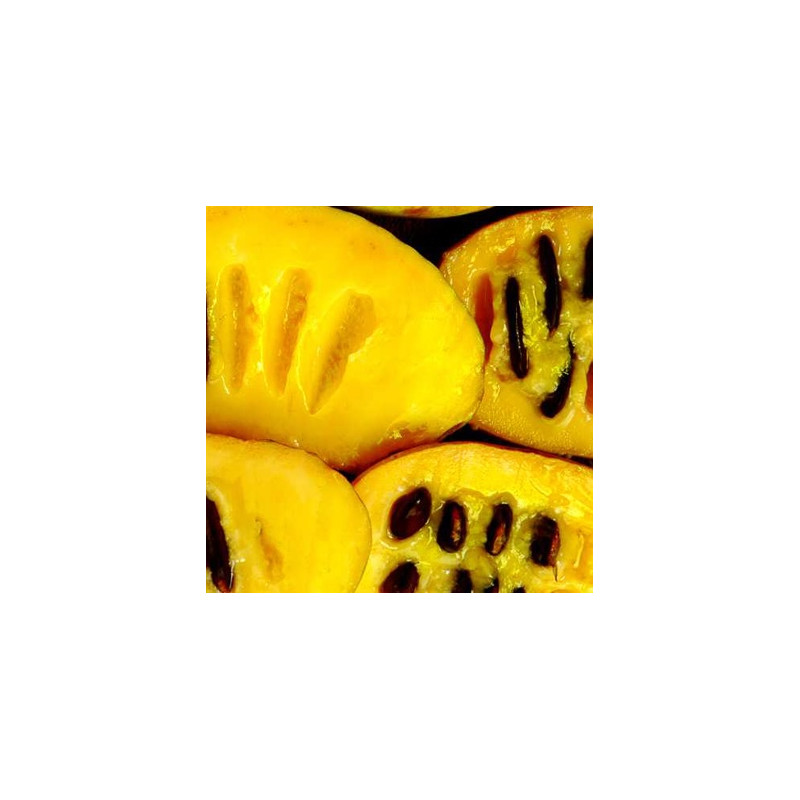 Asimina fruit, pawpaw