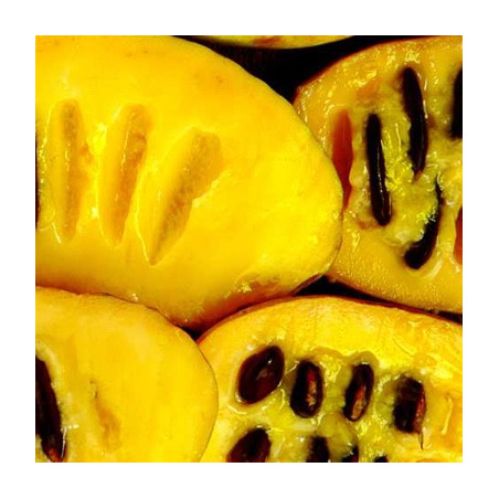 Asimina fruit, pawpaw