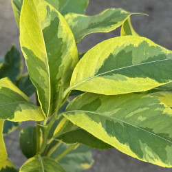 Citrus limonimedica Breizh Variegata