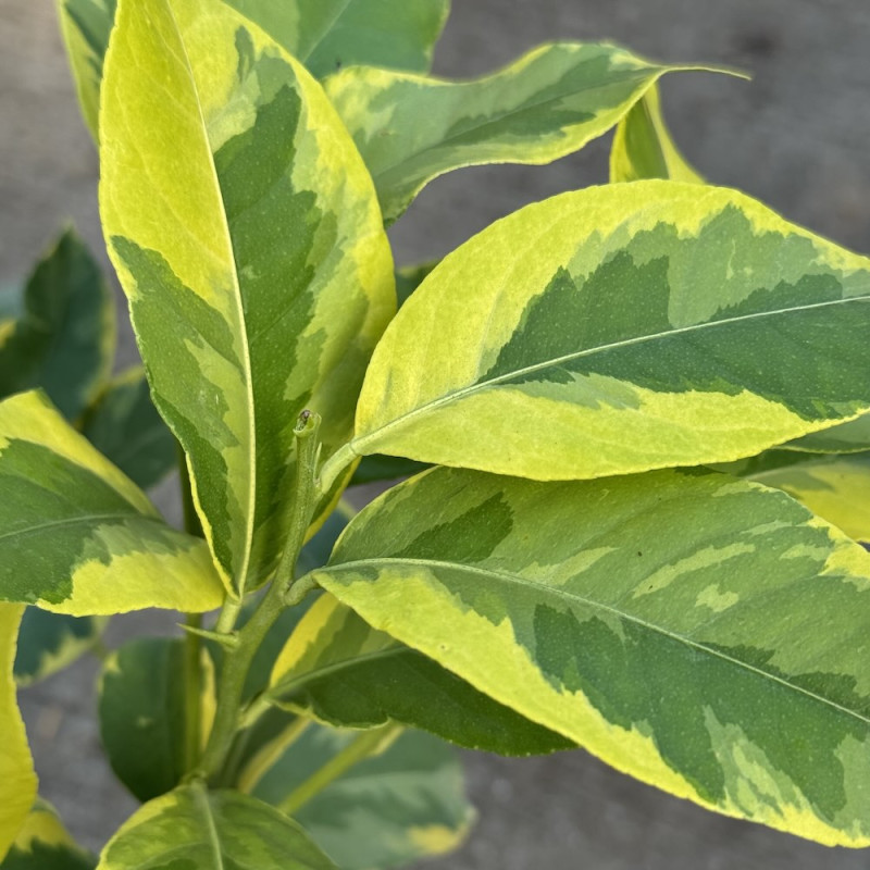 Citrus limonimedica Breizh Variegata Citrus limonimedica Breizh Variegata