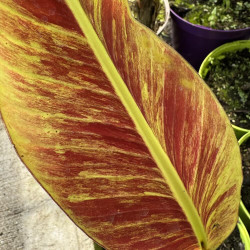 Musa Wagyu Marble Red