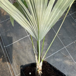 Kerriodoxa elegans