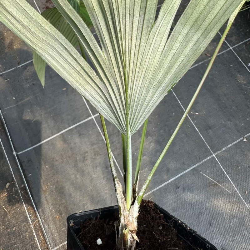 Kerriodoxa elegans