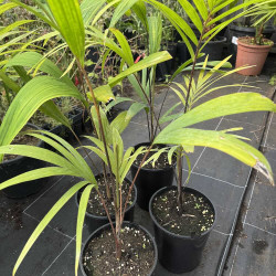 Veitchia arecina, Veitchia hookeriana, Montgomery palm