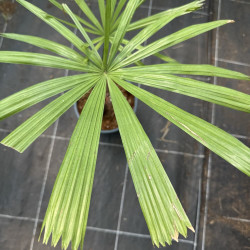 Licuala distans