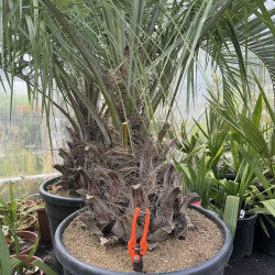 Butia eriospatha