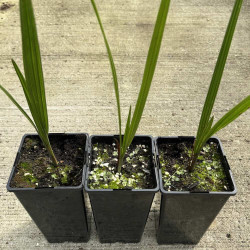 Jubaea chilensis 2 l