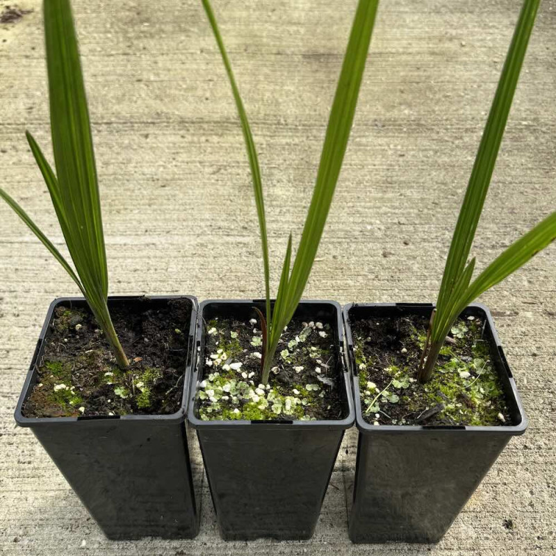 Jubaea chilensis 2 l Jubaea chilensis 2 l