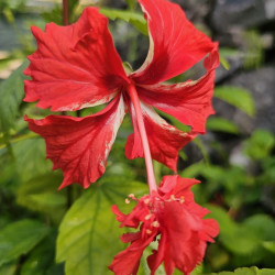 Hibiscus El Capitolio Red