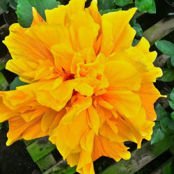Hibiscus Crown of Bohemia