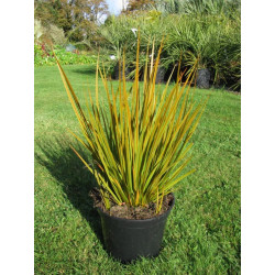 Libertia 'taupo blaze'