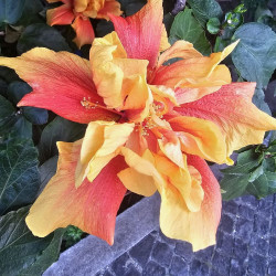 Hibiscus Crown of Bohemia