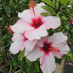 Hibiscus Natal