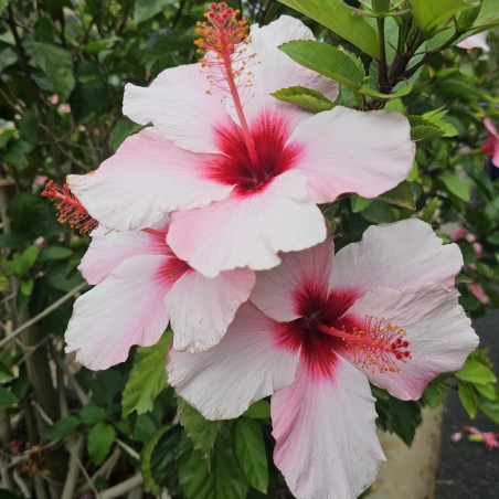 Hibiscus Natal