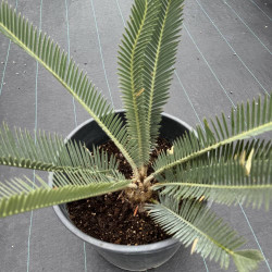 Dioon califanoi