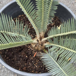 Dioon califanoi
