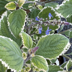 Plectranthus parviflorus Blue Spires