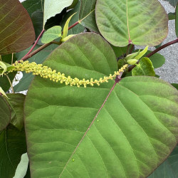 Homalanthus populifolius